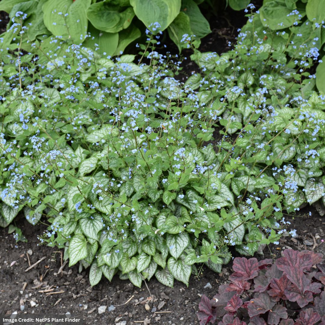 Bugloss (Brunnera Macrophylla) – Jack Frost – #1 Container
